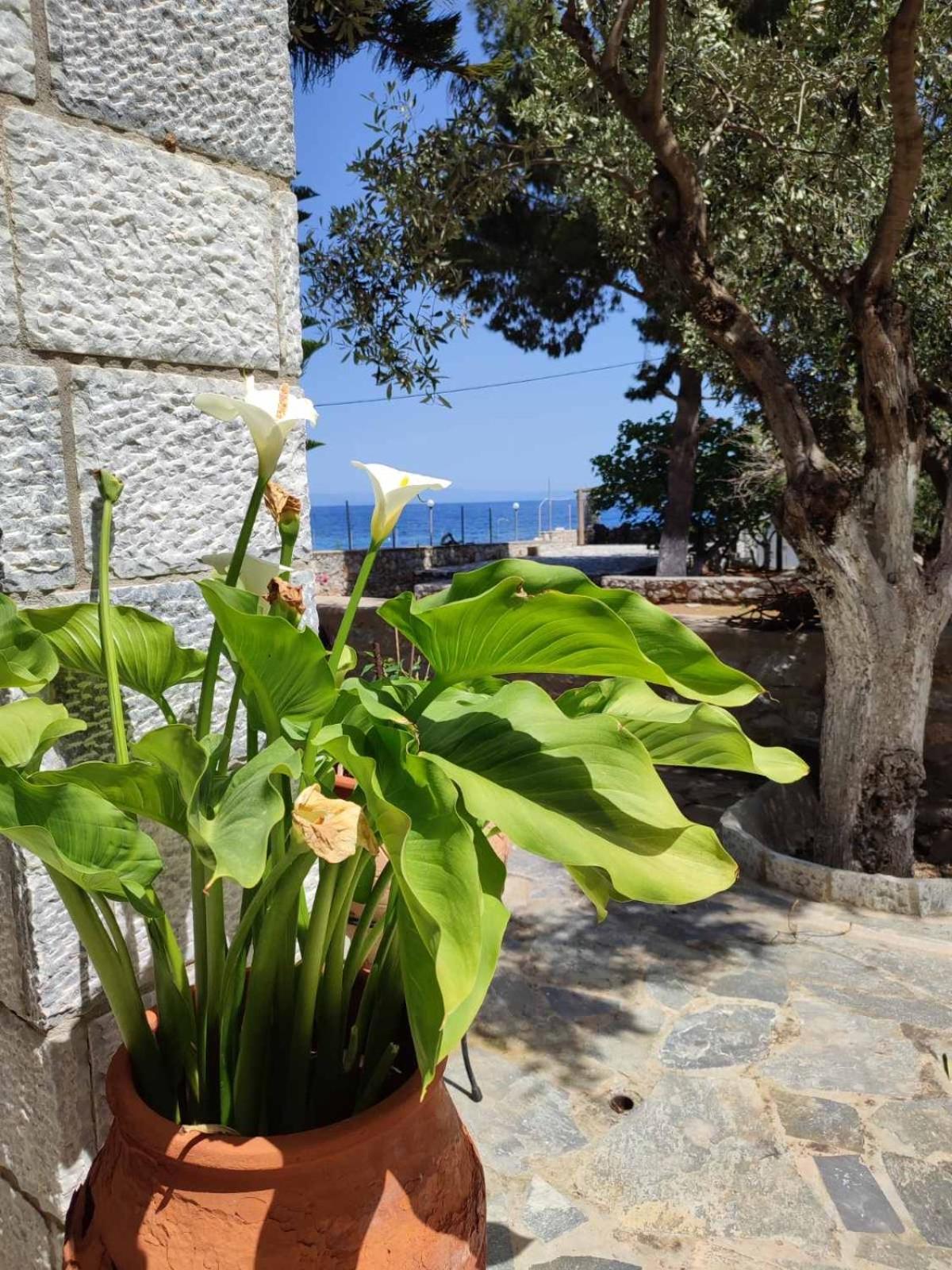 Ktima Zaxarias Hotel Kokkala Bagian luar foto